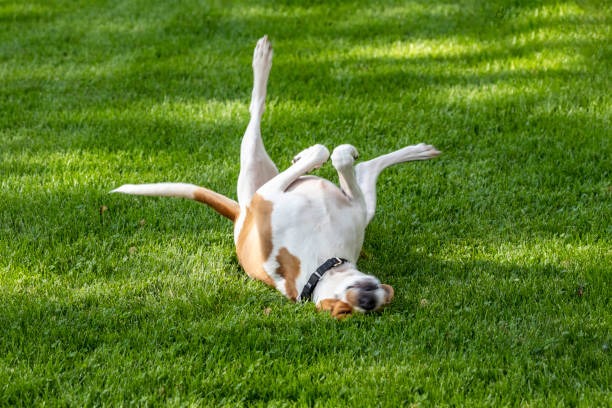Why More People Are Choosing Fake Turf for Dogs
