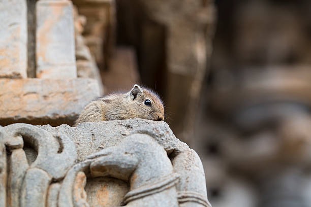 Reliable Pest Control Services in Ilford for Homes & Businesses