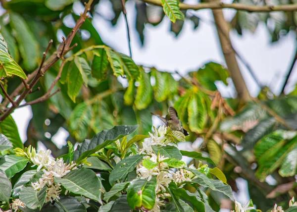 Top Strategies for Hosting Live Kolibri Shows