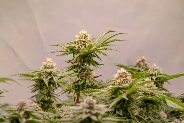 Choosing the Right Dispensary for Premium Cannabis Products