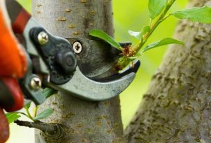Tree Wise Men Tree Trimming Services for Safer and More Attractive Yards