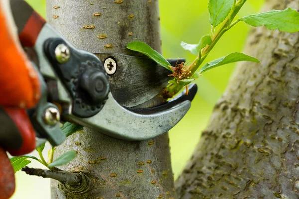 Tree Wise Men Tree Trimming Services for Safer and More Attractive Yards