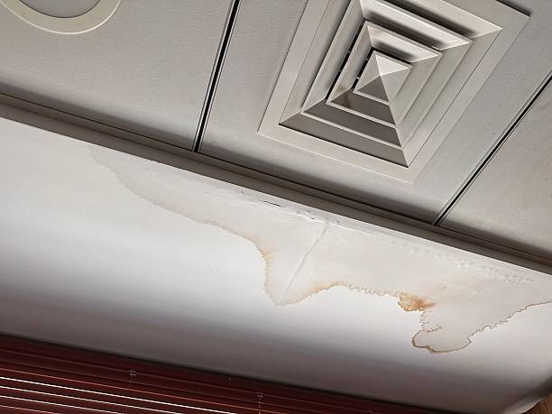 Find Mold Remediation Near Me for Safe and Effective Mold Removal